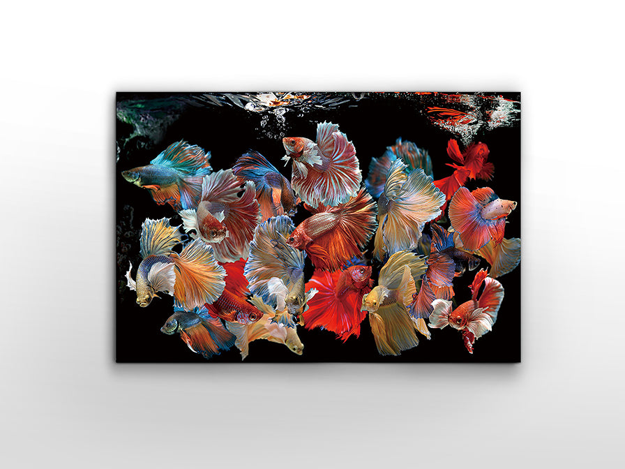 "Betta" Printed Photography