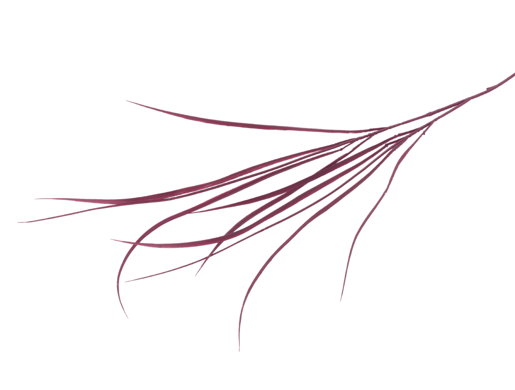 Acorus Grass Crimson