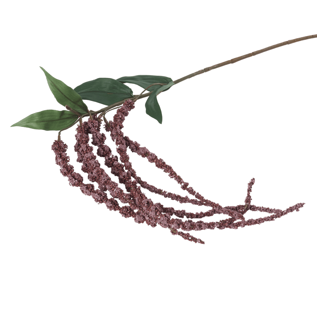 Amaranthus Burgandy Glow