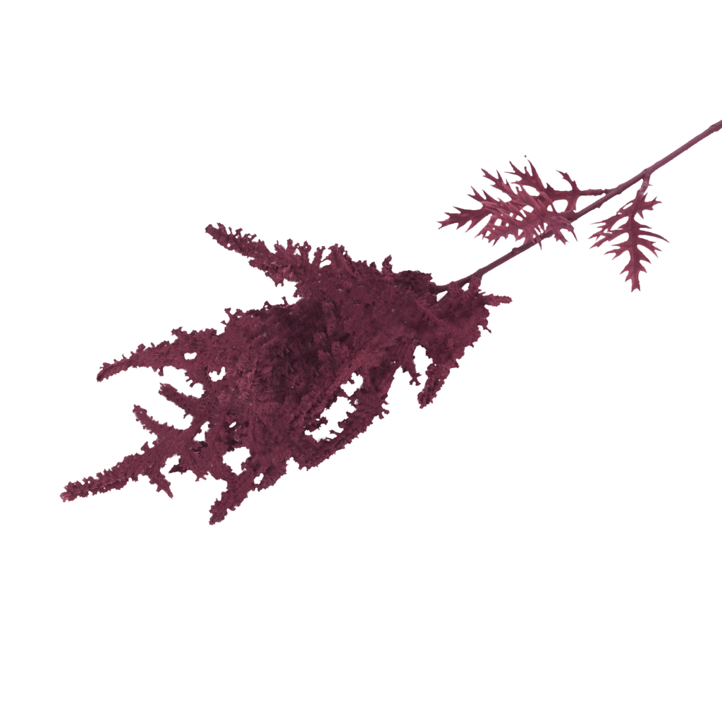 Astilbe Crimson Stem