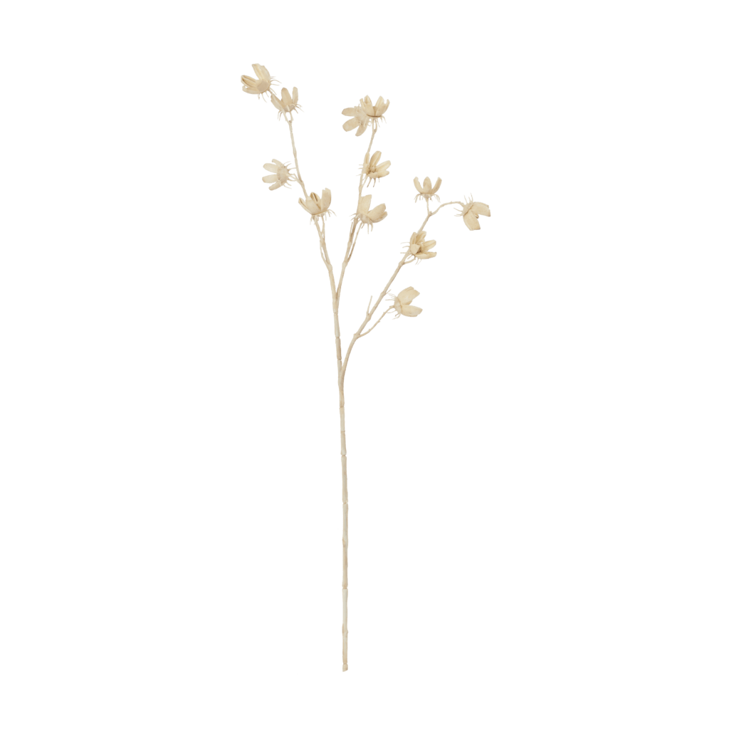 Cotton Pod Bleached Stem