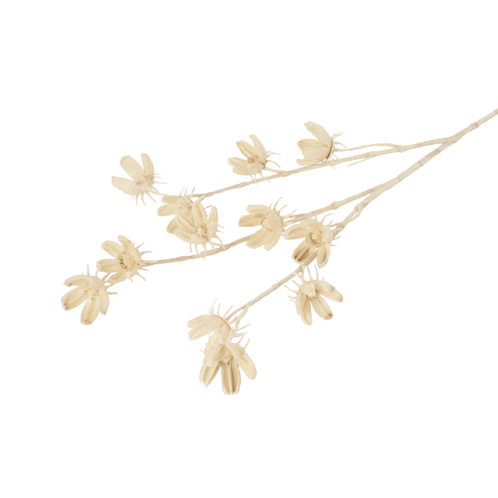 Cotton Pod Bleached Stem