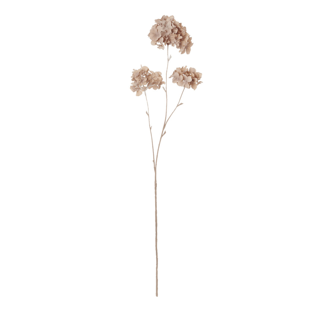 Hydrangea Paniculata