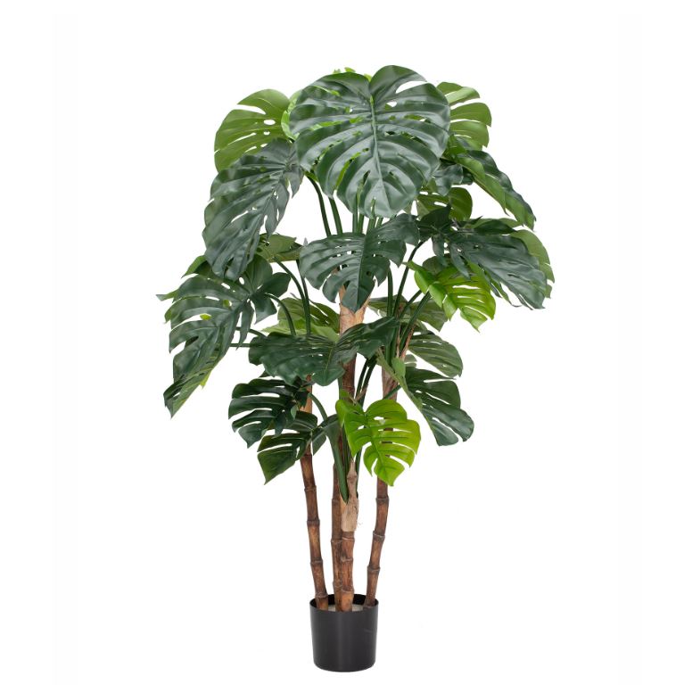Monstera in Pot 165cm