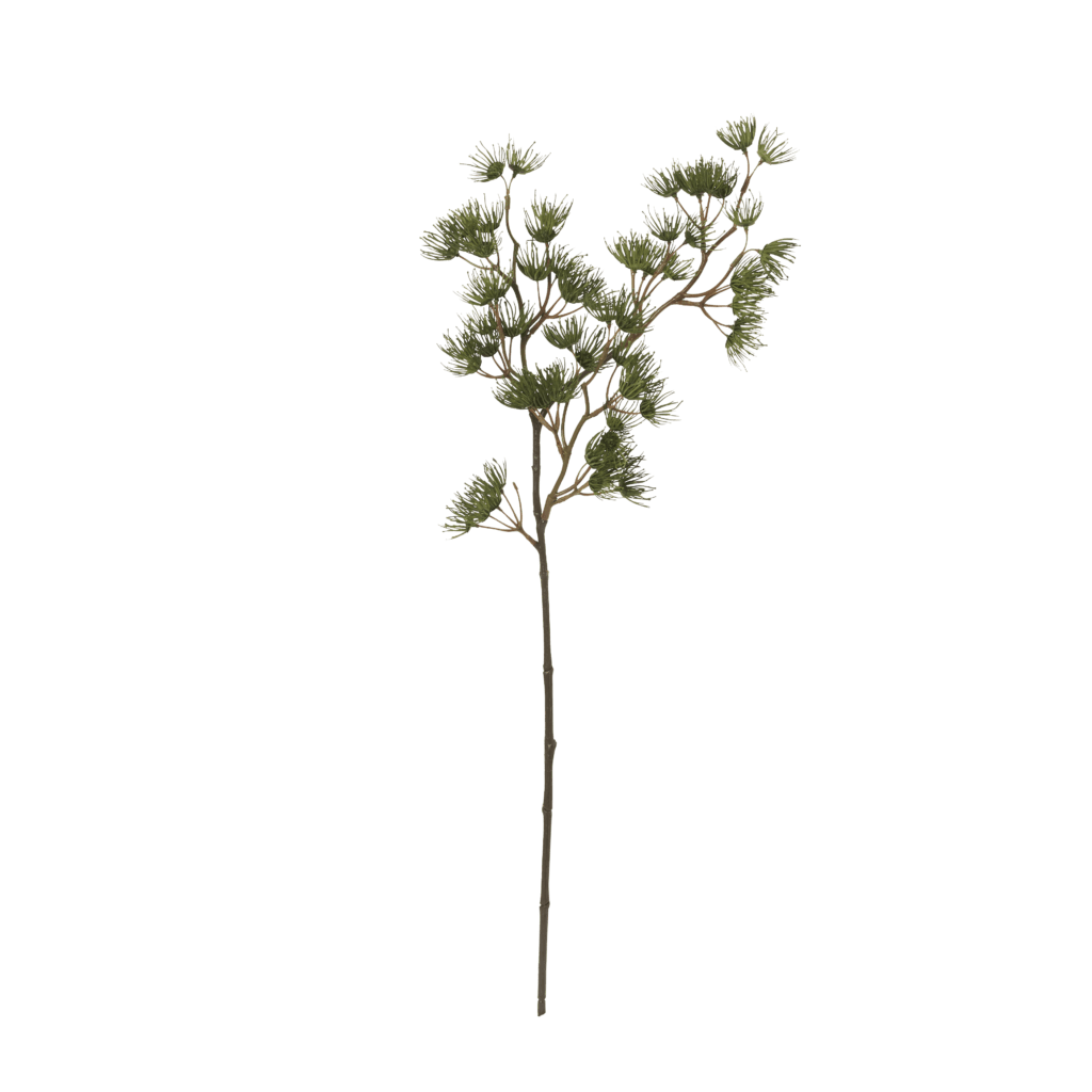 Pinus Vert Stem