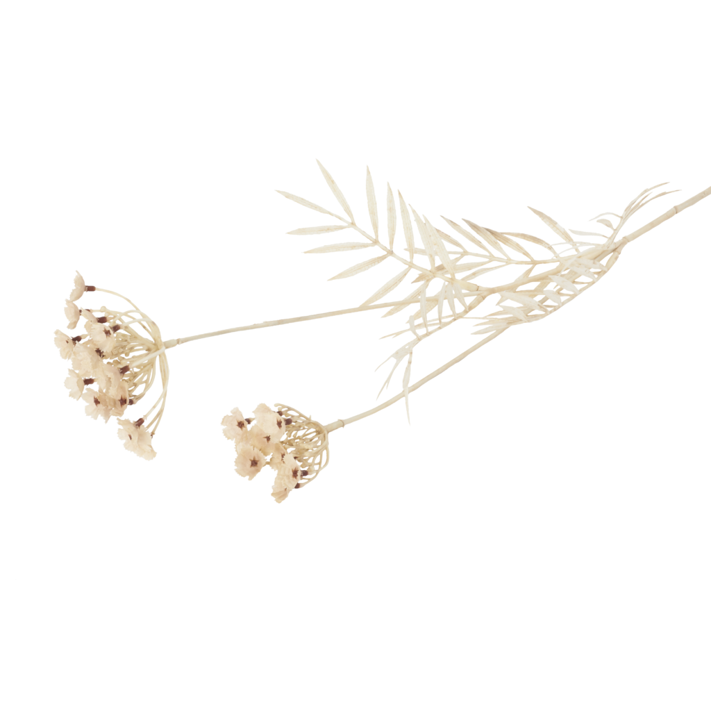 Queen Anne's Lace Bleached