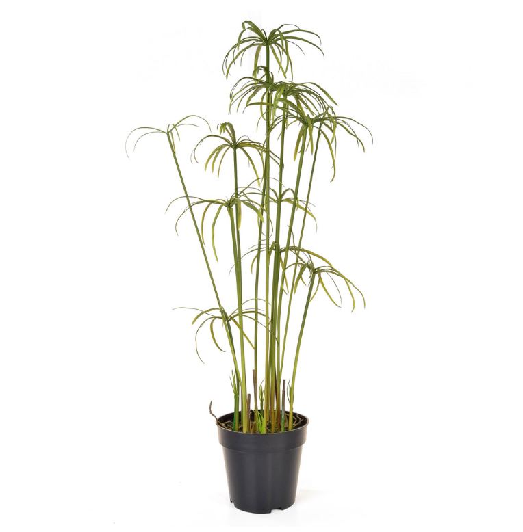 Cyperus Alterni in Pot 86cm