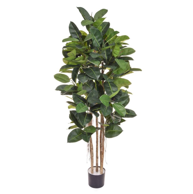 Ficus Elastica 170cm