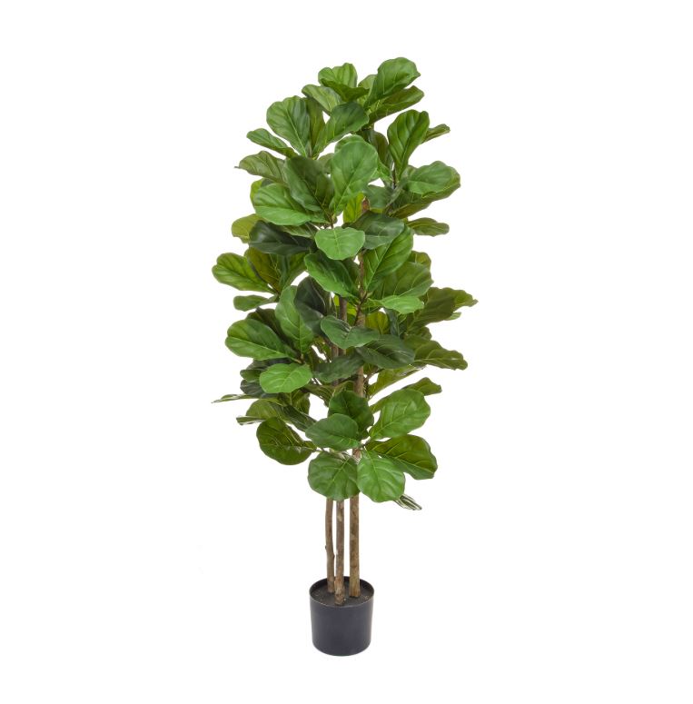 Fiddle Tree 150cm