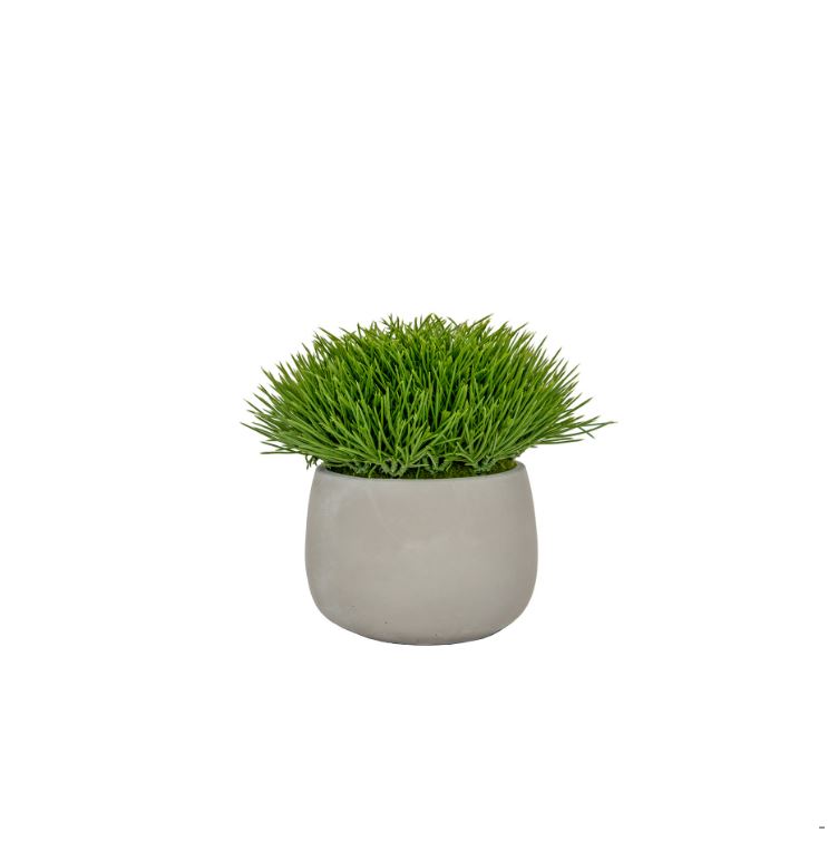 Grass in Pot 21cm