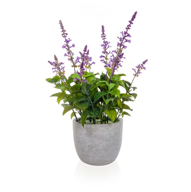 Lavender in Grey Pot 50cm