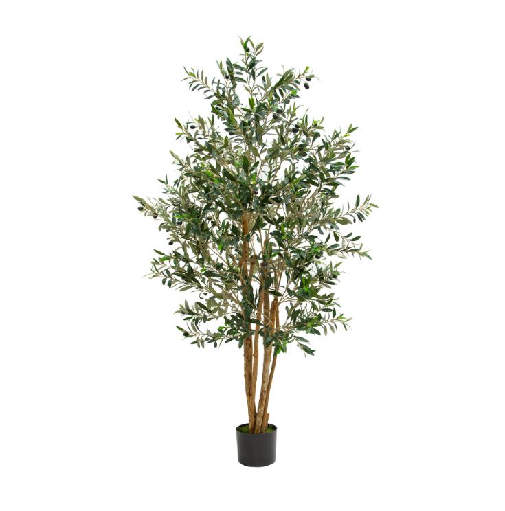 Multi Trunk Olive Tree 180cm