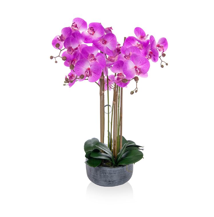 Phal Real Touch Beauty 70cm