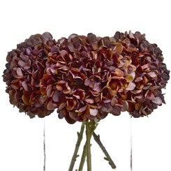 Autumn Coffee Hydrangea