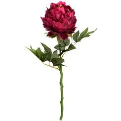 Burgundy Peony