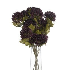 Chocolate Chrysanthamum