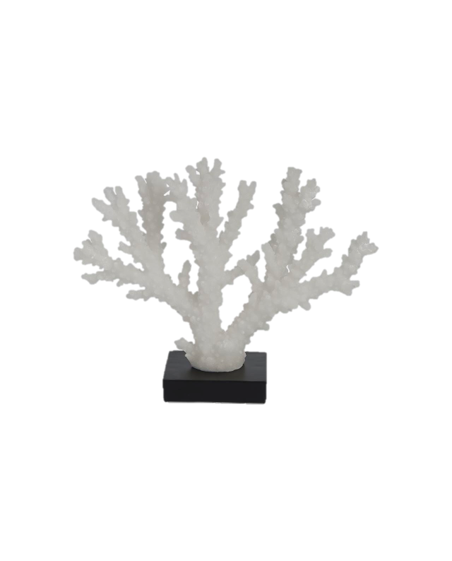 White Coral on Stand