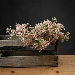 Pink Babys Breath Gypsophilia