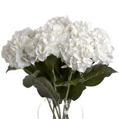 White Small Head Hydrangea