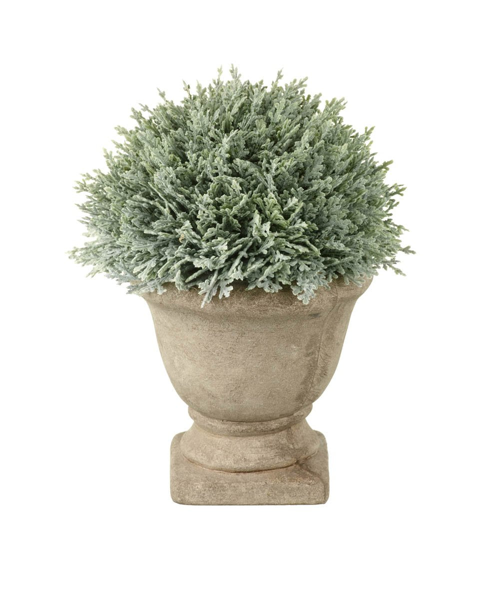Cypress Potted H18x15cm Green Plant