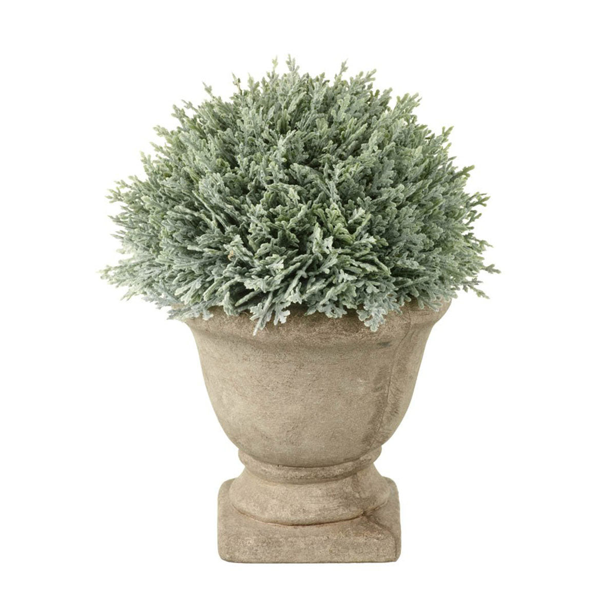 Cypress Potted H18x15cm Green Plant