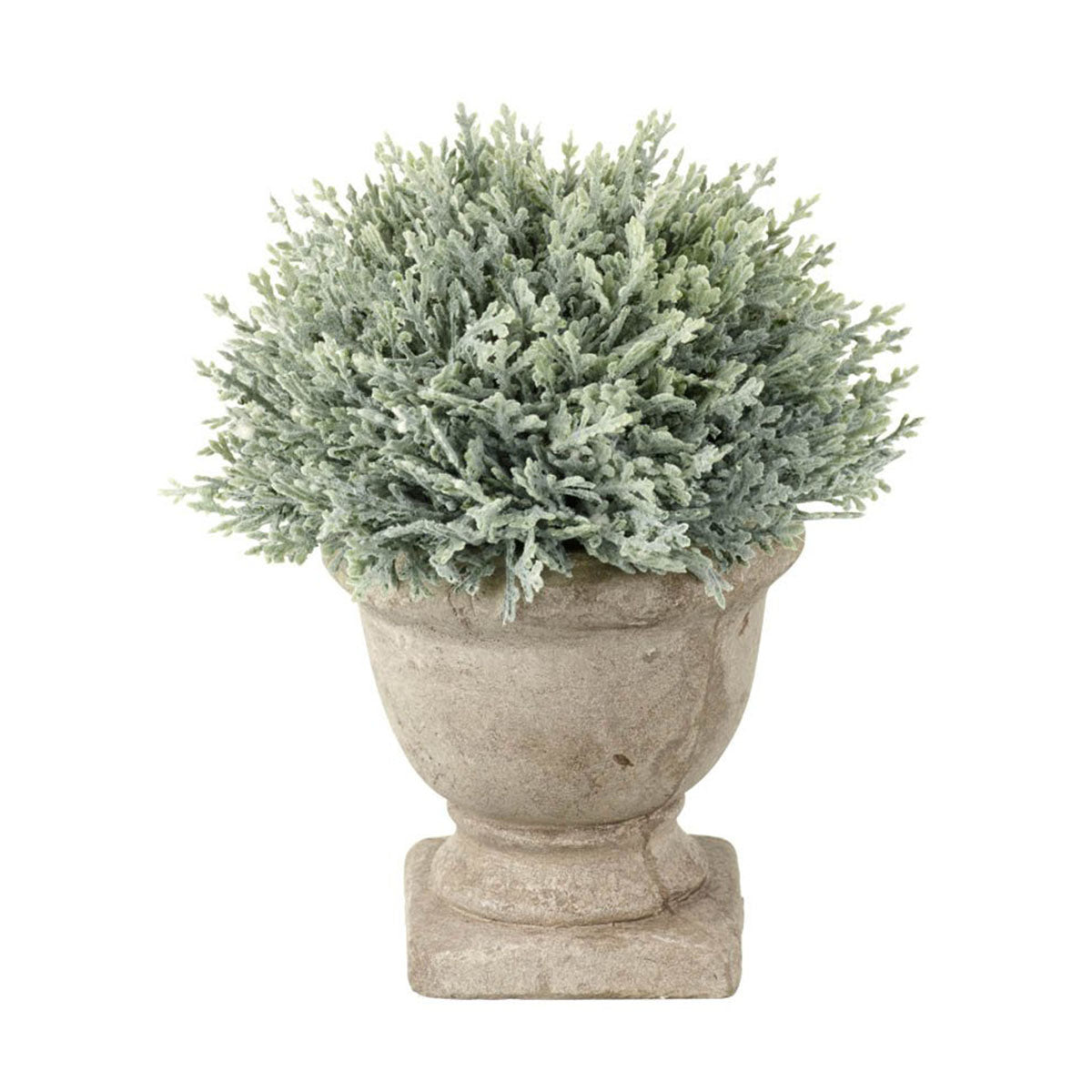Cypress Potted H15x12cm Green Plant