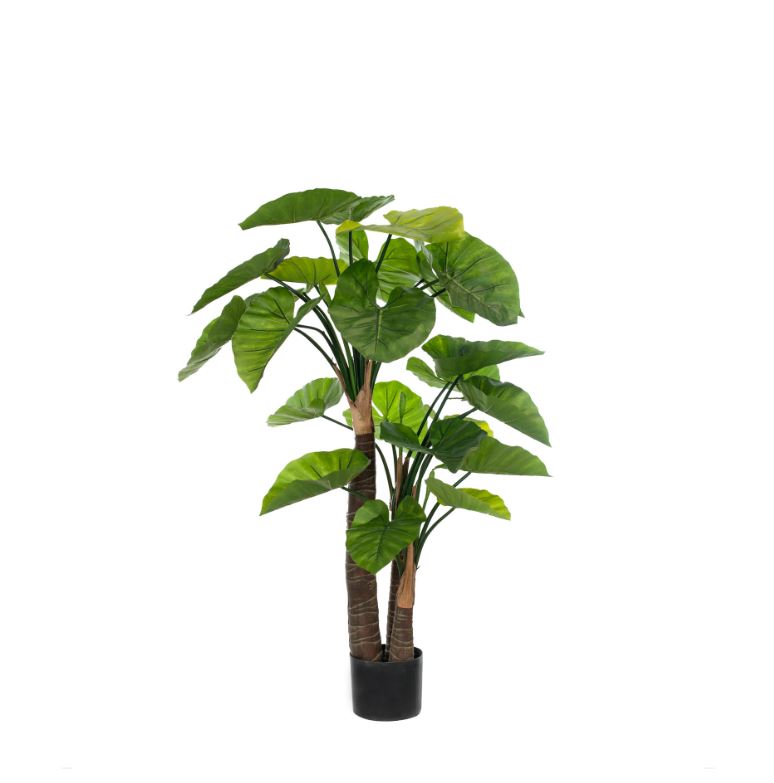 Alocasia Green 150cm