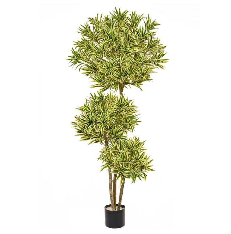 Dracaena Reflexa Multi Layer 180cm