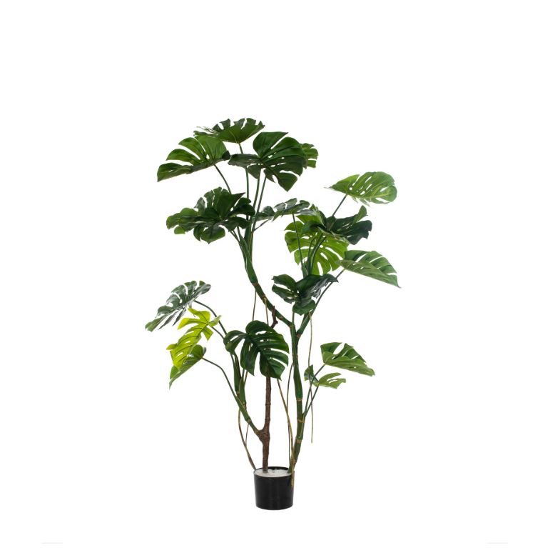 Monstera Green 160cm