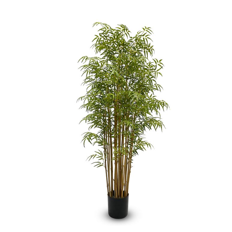 Bamboo Japanese HI 180cm