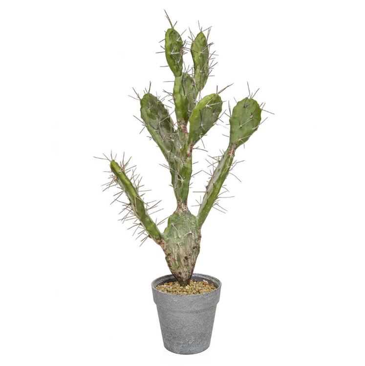 Cactus in Pot 60cm