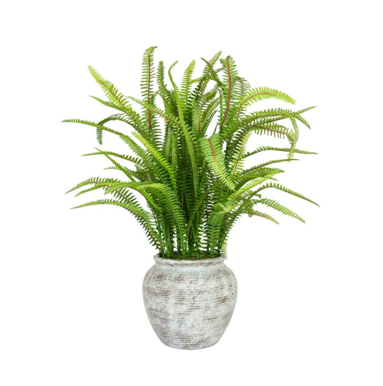 Fern in Pot 62cm