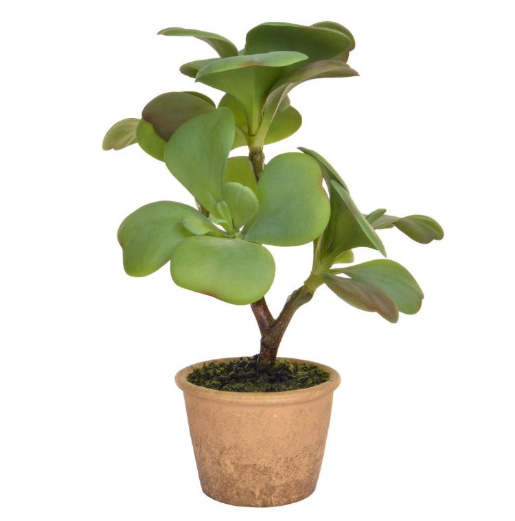 Succulent Green in Clay Pot 35cm