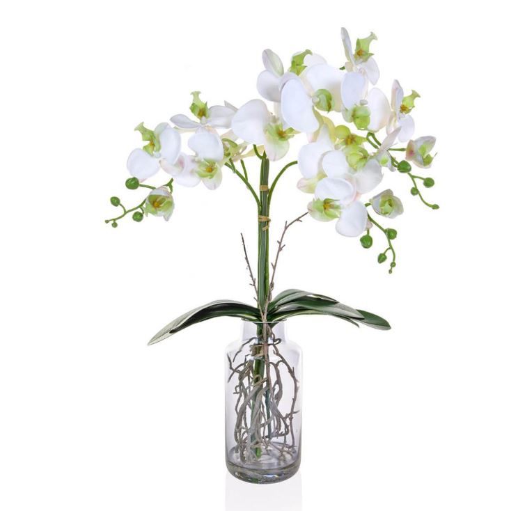 Orchid White in Glass Vase 90cm