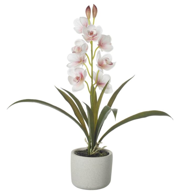 Orchid Potted Cymbidium WH/PINK