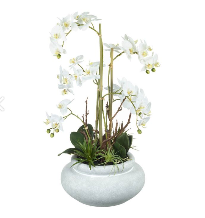 Potted Phalaenopsis Orchid Large