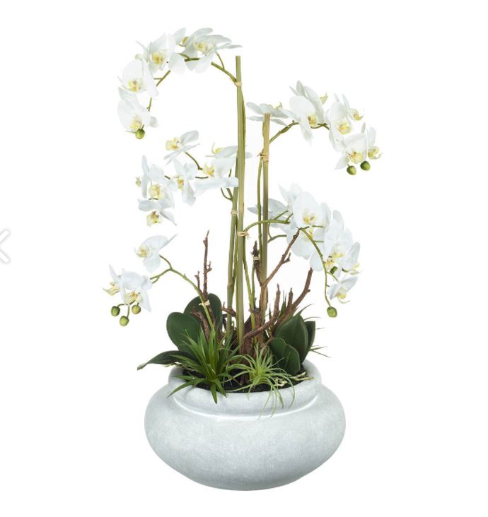 Große Phalaenopsis-Orchidee im Topf