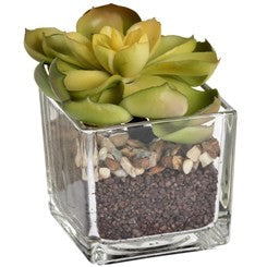 Plante succulente miniature dans un pot en verre 