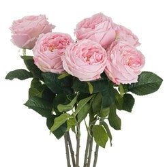 Pastellrosa Portland Rose 