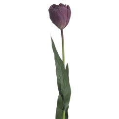 Tulipe violette 
