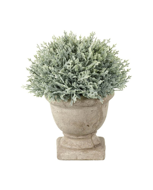 Cypress Potted H15x12cm Green Plant